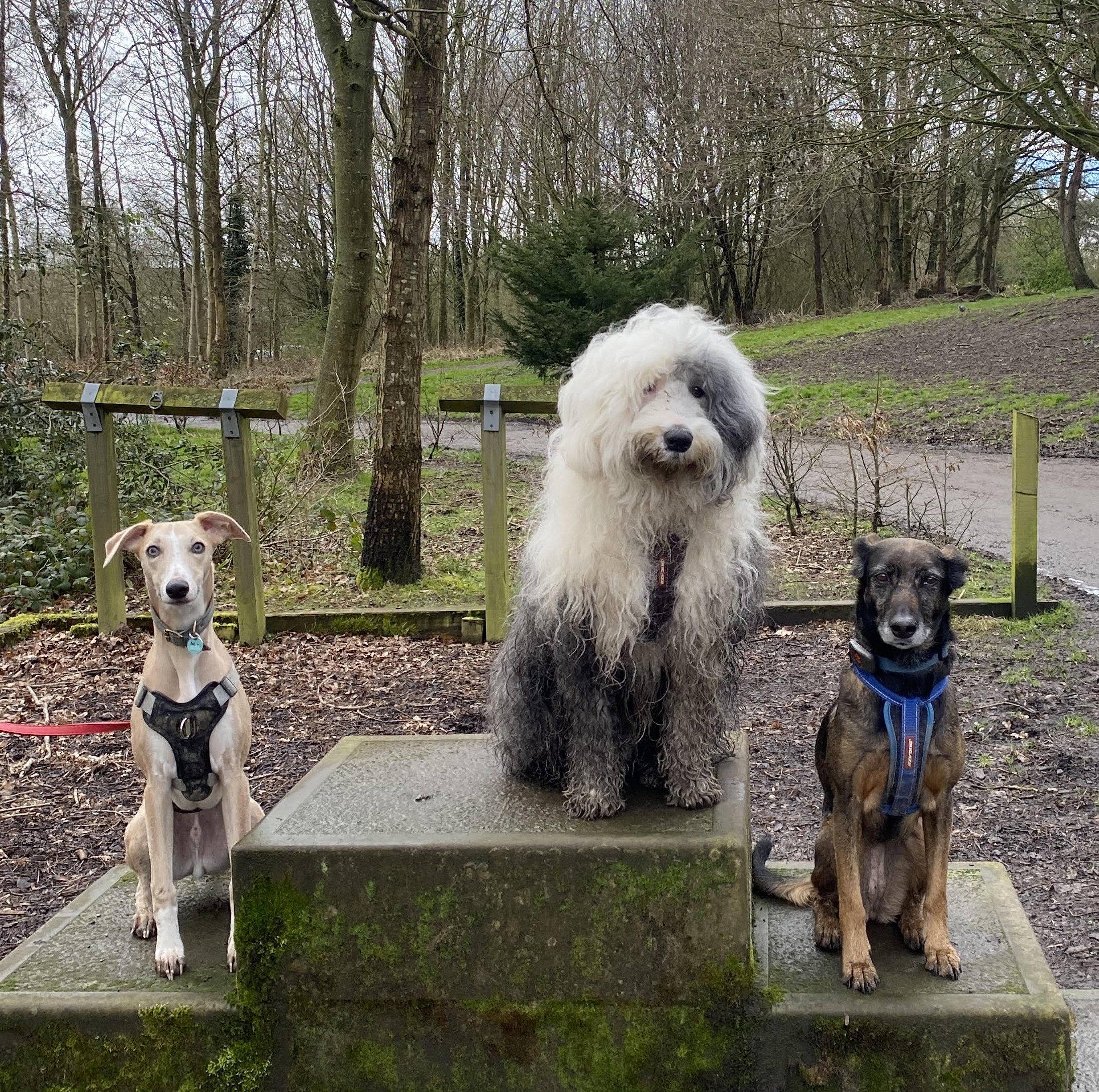 Three dogs standing on a mounting block in some woodland