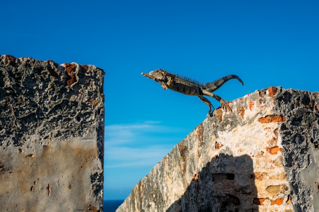 Lizard jumping across a large gap