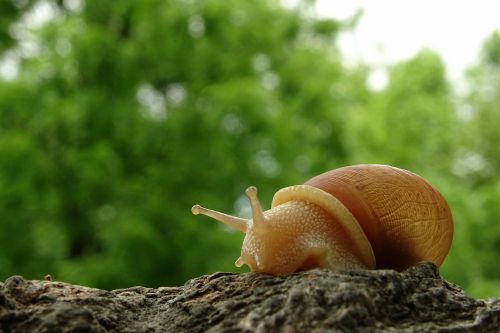 snail creeping along a log